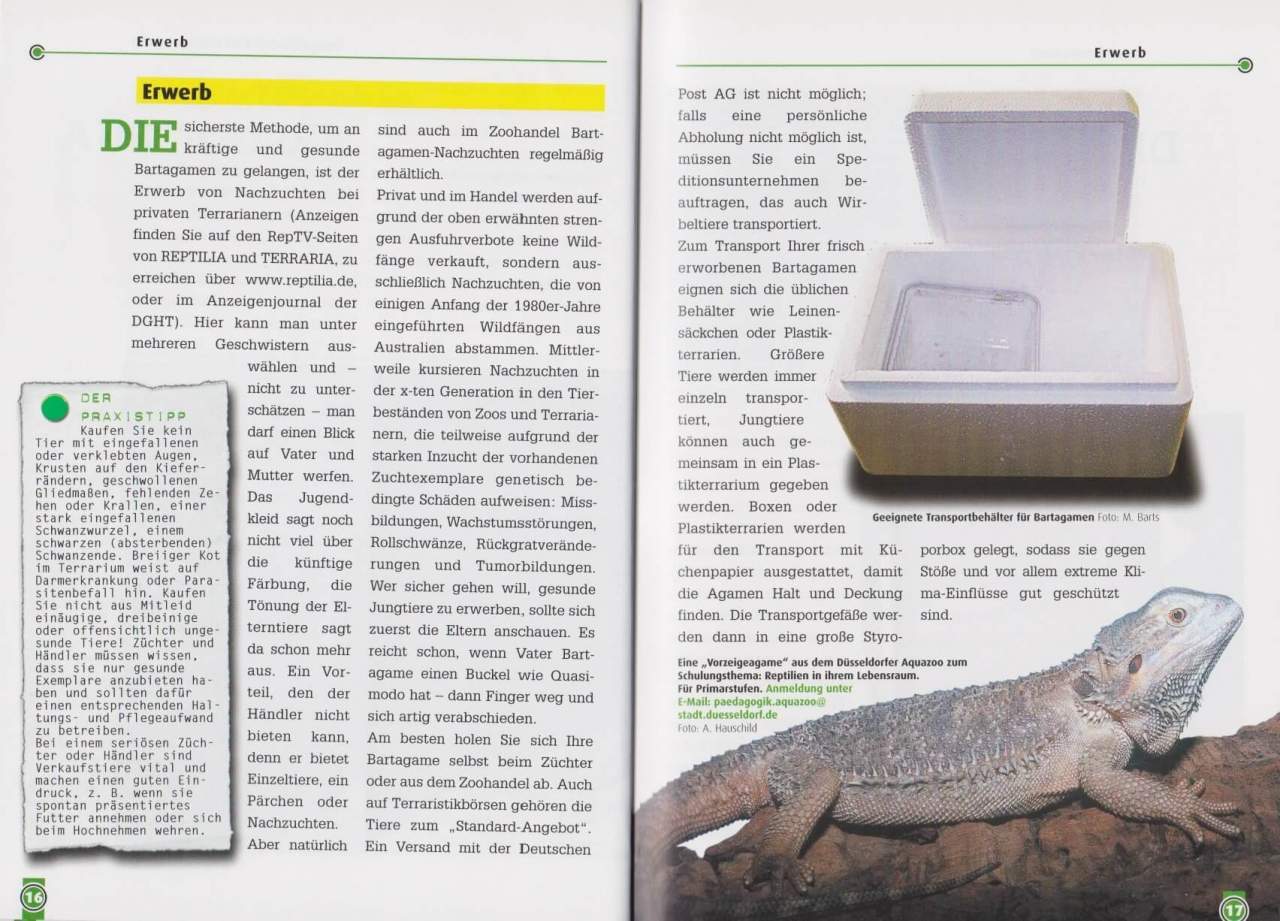 Die Bartagame